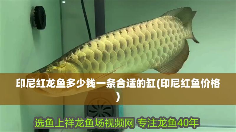 印尼紅龍魚多少錢一條合適的缸(印尼紅魚價格)