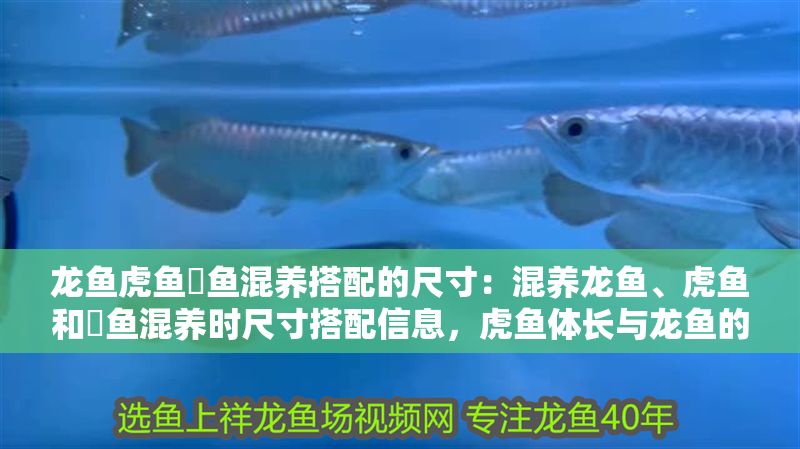龍魚虎魚魟魚混養(yǎng)搭配的尺寸：混養(yǎng)龍魚、虎魚和魟魚混養(yǎng)時尺寸搭配信息，虎魚體長與龍魚的關(guān)系