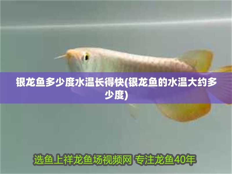 銀龍魚多少度水溫長得快(銀龍魚的水溫大約多少度)