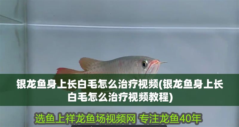 銀龍魚身上長白毛怎么治療視頻(銀龍魚身上長白毛怎么治療視頻教程)