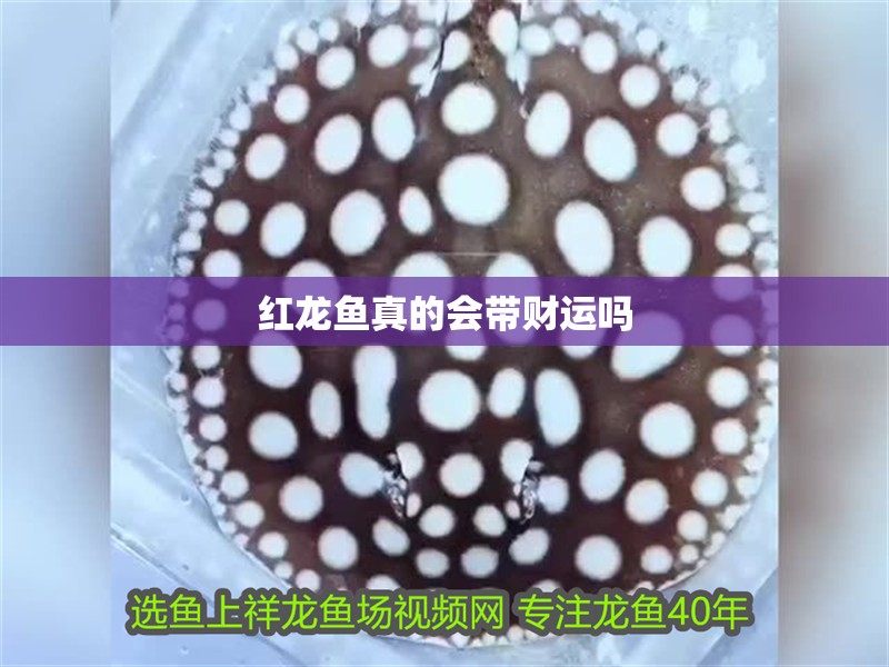 紅龍魚真的會帶財運嗎