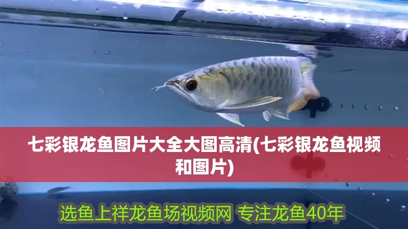 七彩銀龍魚圖片大全大圖高清(七彩銀龍魚視頻和圖片)