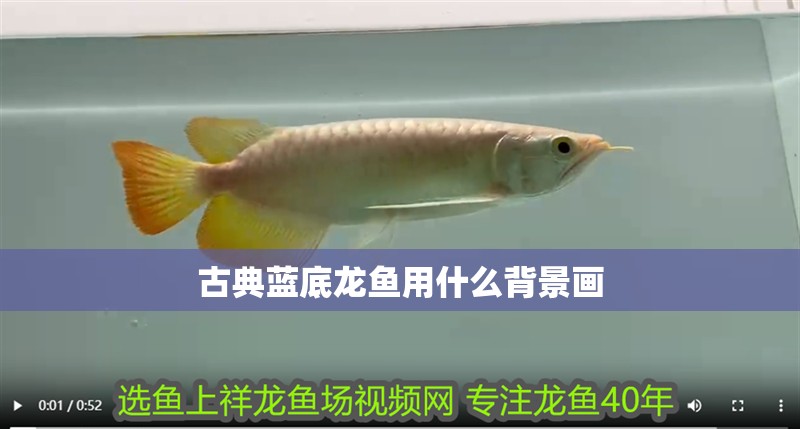 古典藍底龍魚用什么背景畫