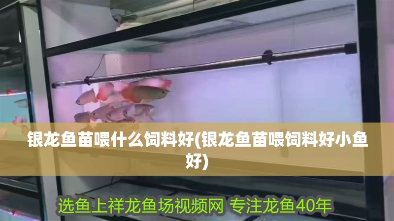 銀龍魚(yú)苗喂什么飼料好(銀龍魚(yú)苗喂飼料好小魚(yú)好)