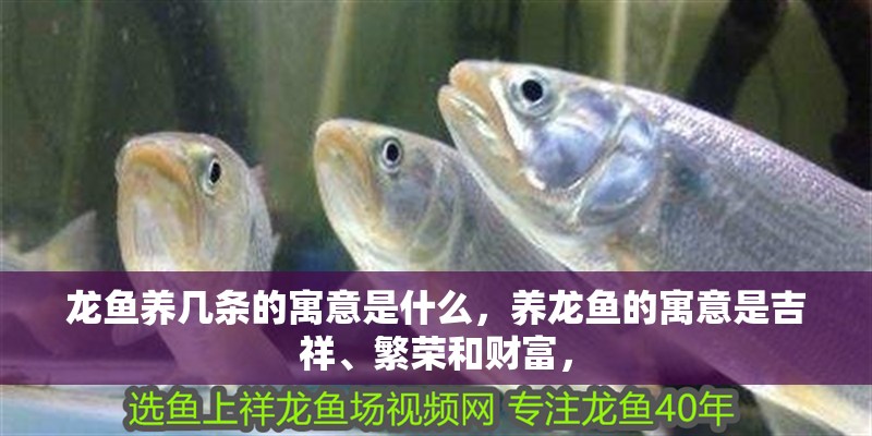 龍魚養(yǎng)幾條的寓意是什么，養(yǎng)龍魚的寓意是吉祥、繁榮和財富，