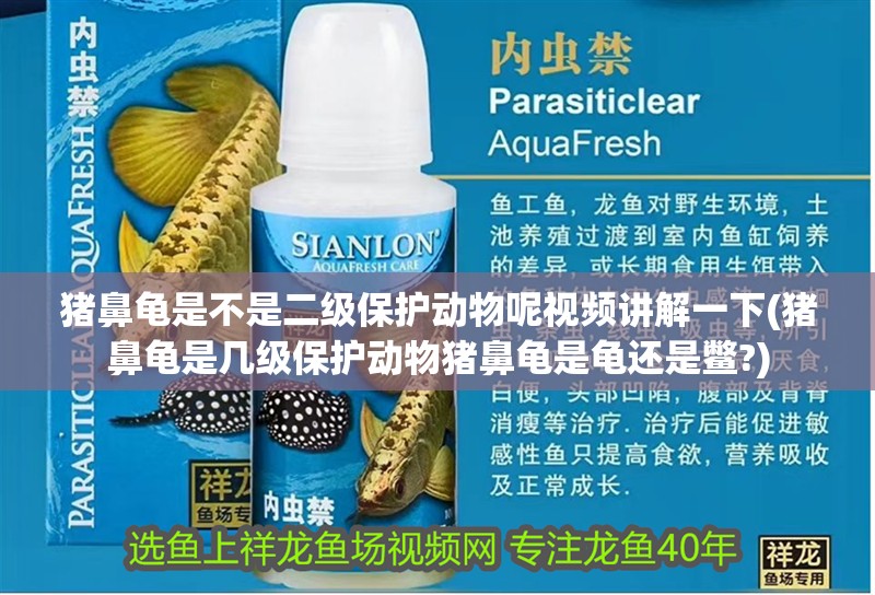 豬鼻龜是不是二級保護動物呢視頻講解一下(豬鼻龜是幾級保護動物豬鼻龜是龜還是鱉?)