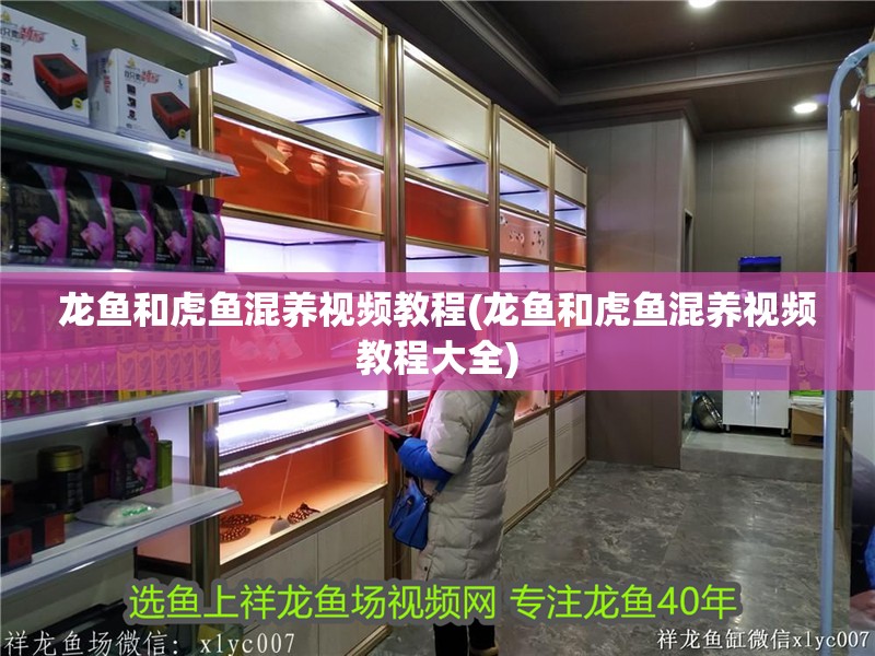 龍魚和虎魚混養(yǎng)視頻教程(龍魚和虎魚混養(yǎng)視頻教程大全)