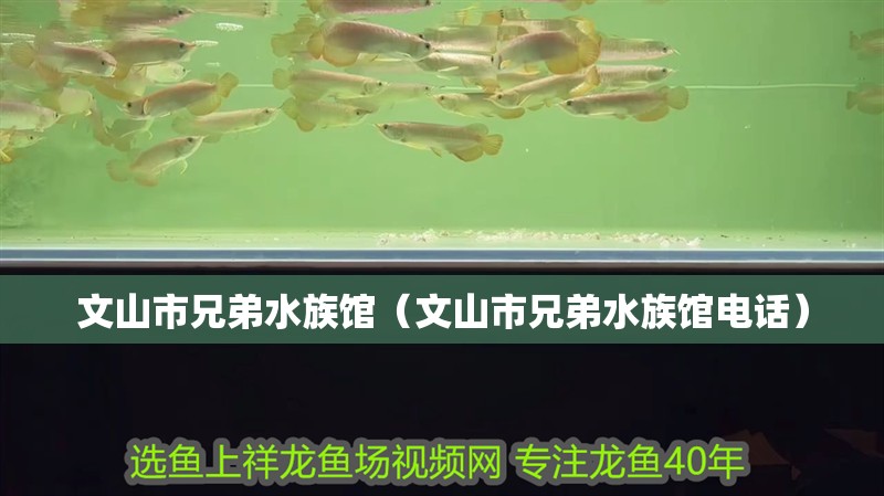 文山市兄弟水族館（文山市兄弟水族館電話）