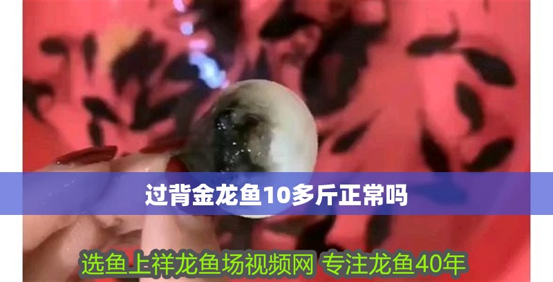 過背金龍魚10多斤正常嗎
