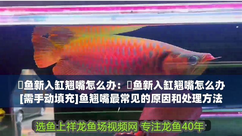 魟魚新入缸翹嘴怎么辦：魟魚新入缸翹嘴怎么辦[需手動填充]魚翹嘴最常見的原因和處理方法