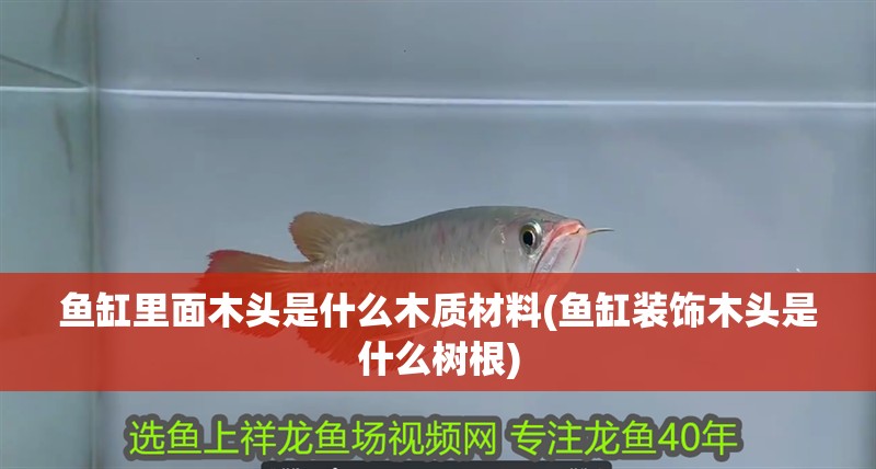 魚缸里面木頭是什么木質材料(魚缸裝飾木頭是什么樹根)