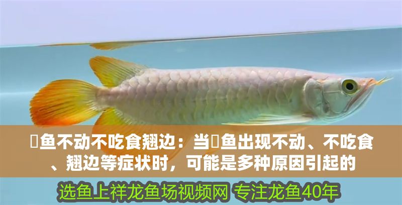 魟魚不動不吃食翹邊：當魟魚出現不動、不吃食、翹邊等癥狀時，可能是多種原因引起的