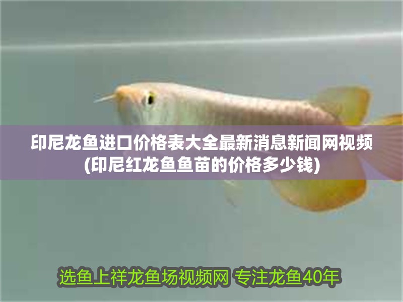 印尼龍魚進口價格表大全最新消息新聞網視頻(印尼紅龍魚魚苗的價格多少錢)