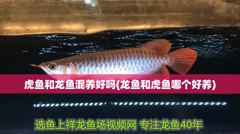 虎魚和龍魚混養好嗎(龍魚和虎魚哪個好養)