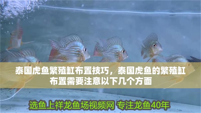 泰國虎魚繁殖缸布置技巧，泰國虎魚的繁殖缸布置需要注意以下幾個(gè)方面