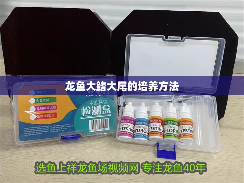 龍魚大鰭大尾的培養方法