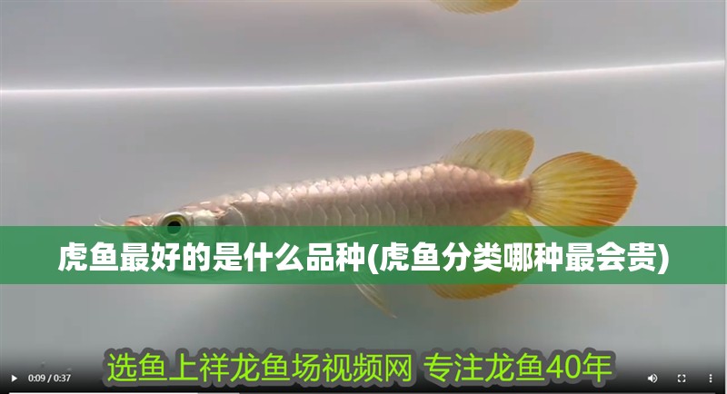 虎魚最好的是什么品種(虎魚分類哪種最會貴)