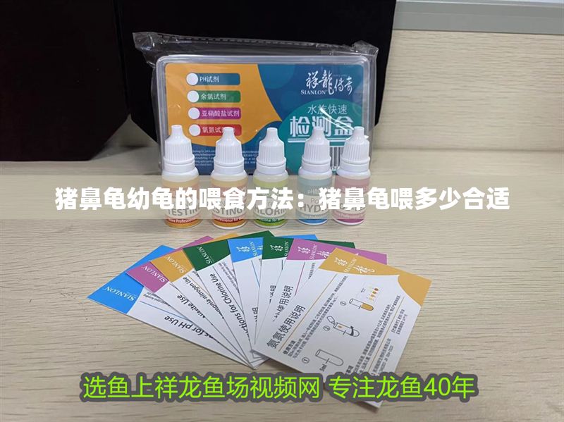 豬鼻龜幼龜的喂食方法：豬鼻龜喂多少合適