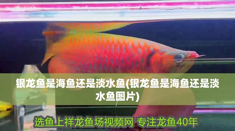 銀龍魚是海魚還是淡水魚(銀龍魚是海魚還是淡水魚圖片)