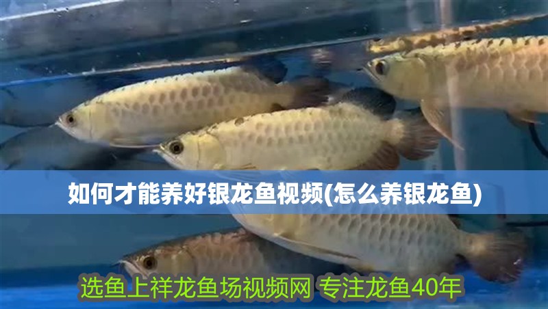 如何才能養(yǎng)好銀龍魚視頻(怎么養(yǎng)銀龍魚)