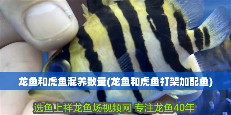 龍魚(yú)和虎魚(yú)混養(yǎng)數(shù)量(龍魚(yú)和虎魚(yú)打架加配魚(yú))