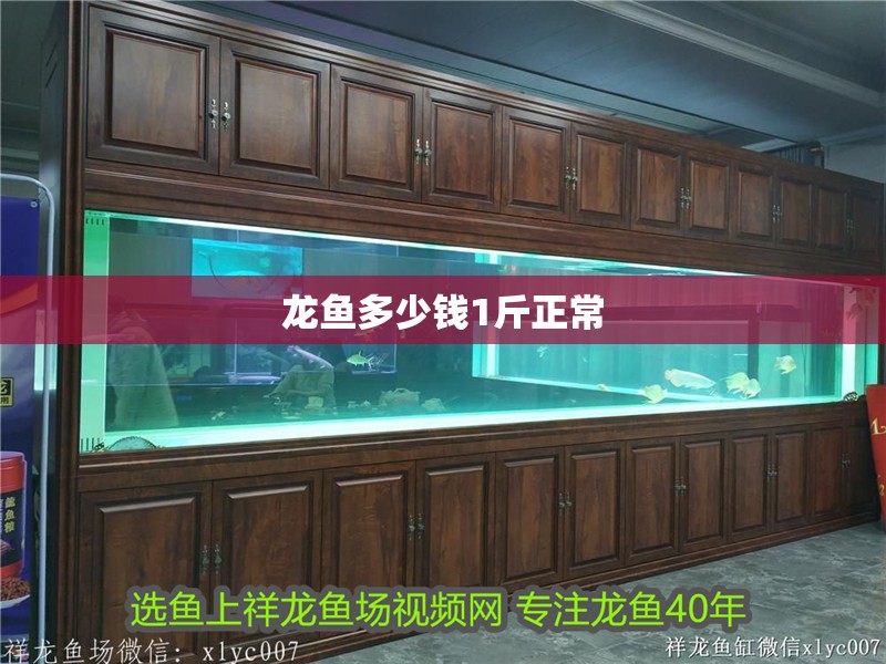 龍魚多少錢1斤正常