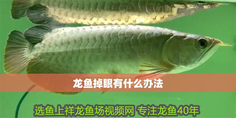 龍魚掉眼有什么辦法