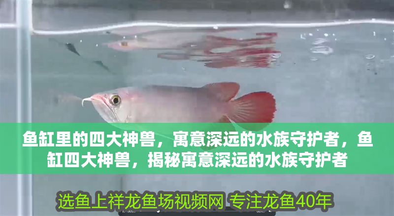 魚缸里的四大神獸，寓意深遠的水族守護者，魚缸四大神獸，揭秘寓意深遠的水族守護者