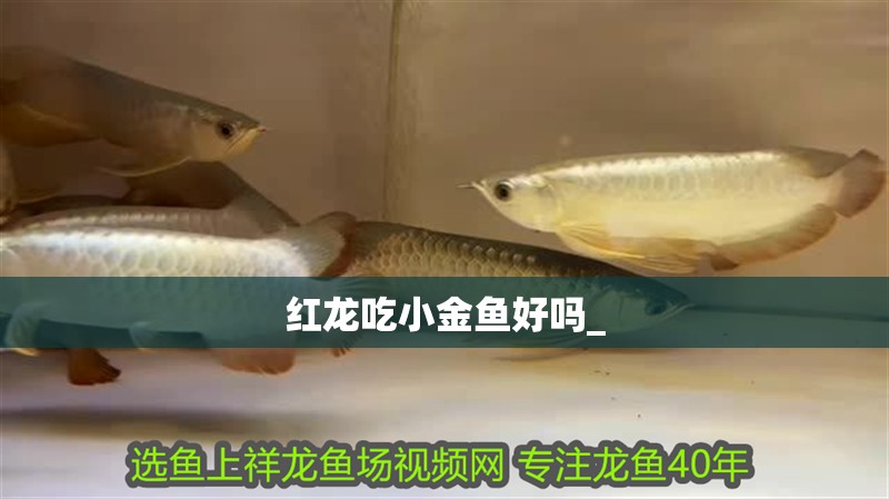 紅龍吃小金魚好嗎_