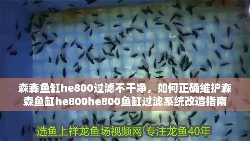 森森魚缸he800過濾不干凈，如何正確維護(hù)森森魚缸he800he800魚缸過濾系統(tǒng)改造指南