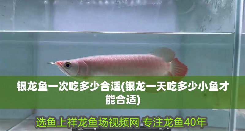 銀龍魚(yú)一次吃多少合適(銀龍一天吃多少小魚(yú)才能合適)