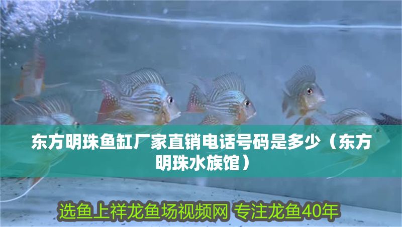 東方明珠魚缸廠家直銷電話號碼是多少（東方明珠水族館）