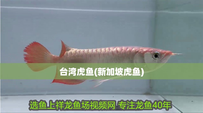 臺灣虎魚(新加坡虎魚)