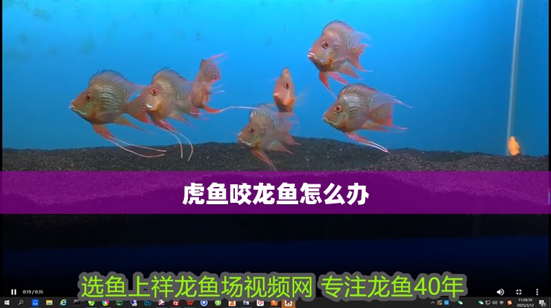 虎魚咬龍魚怎么辦