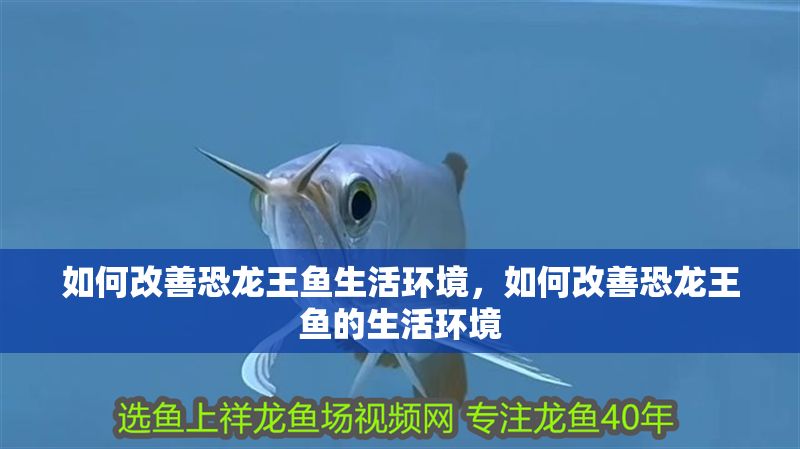 如何改善恐龍王魚生活環境，如何改善恐龍王魚的生活環境