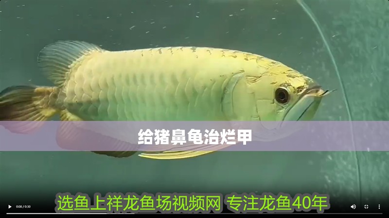 給豬鼻龜治爛甲