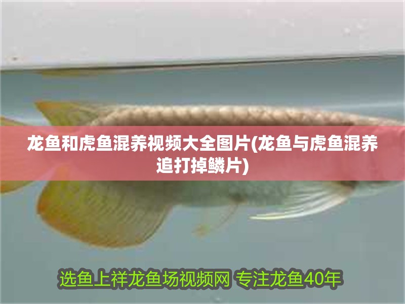 龍魚和虎魚混養(yǎng)視頻大全圖片(龍魚與虎魚混養(yǎng)追打掉鱗片)