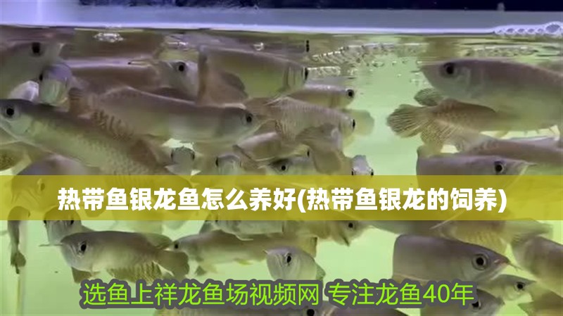 熱帶魚銀龍魚怎么養好(熱帶魚銀龍的飼養)