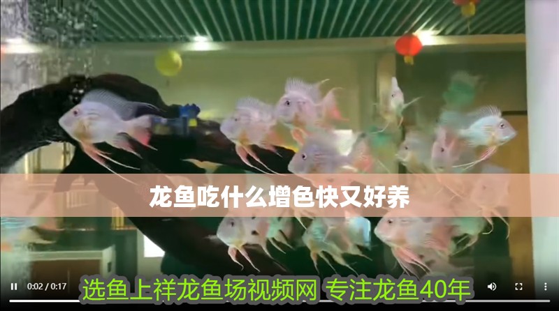 龍魚吃什么增色快又好養 龍魚百科 第2張 龍魚吃什么增色快又好養 龍魚吃什么增色快又好養 龍魚百科 第2張