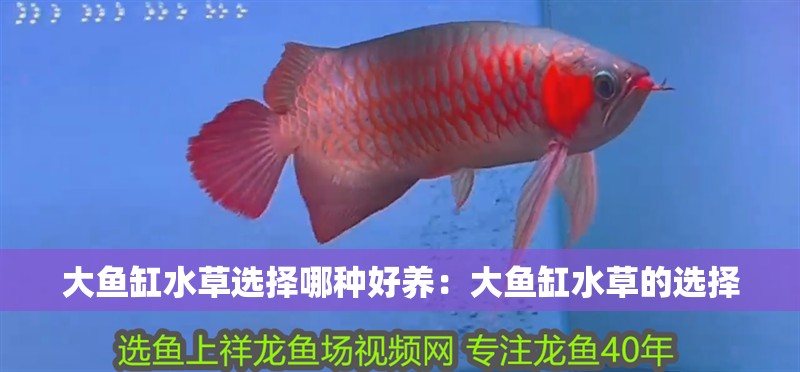 大魚缸水草選擇哪種好養(yǎng)：大魚缸水草的選擇