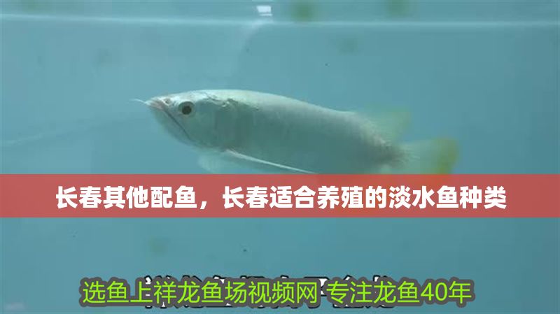 長春其他配魚，長春適合養殖的淡水魚種類