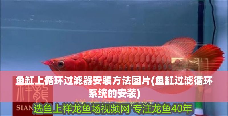 魚缸上循環(huán)過濾器安裝方法圖片(魚缸過濾循環(huán)系統(tǒng)的安裝)