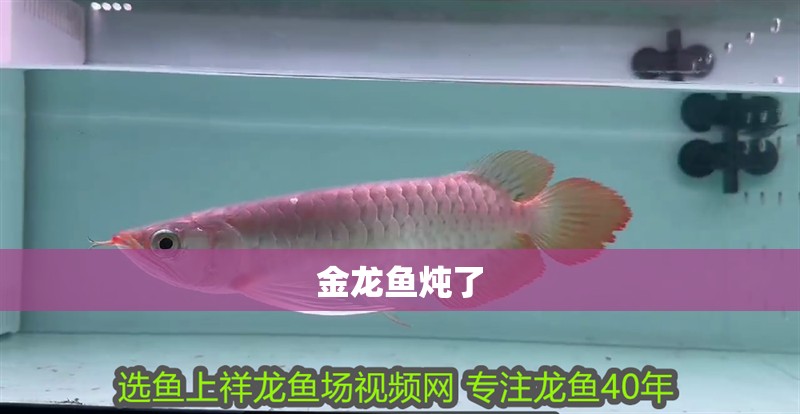 金龍魚燉了