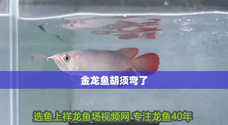 金龍魚胡須彎了 金龍魚胡須彎了 龍魚百科 第2張