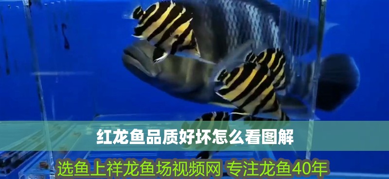 紅龍魚品質好壞怎么看圖解