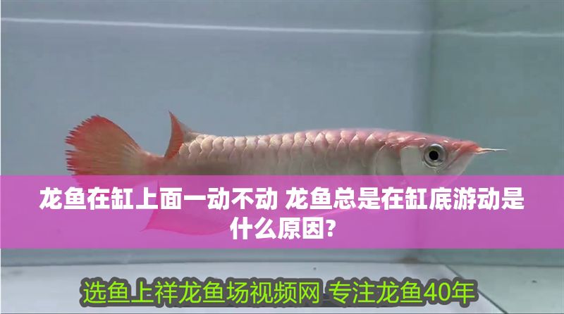 龍魚在缸上面一動不動 龍魚總是在缸底游動是什么原因?