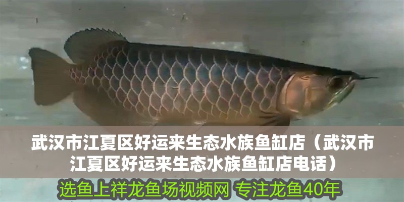 武漢市江夏區好運來生態水族魚缸店（武漢市江夏區好運來生態水族魚缸店電話）