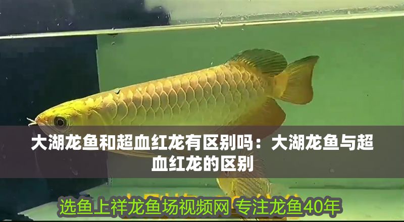 大湖龍魚和超血紅龍有區(qū)別嗎：大湖龍魚與超血紅龍的區(qū)別