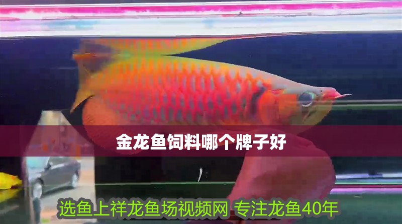 金龍魚飼料哪個牌子好