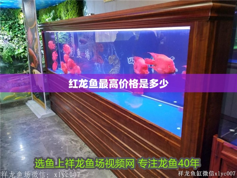 紅龍魚最高價格是多少